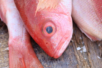 Close-up of fish for sale in market