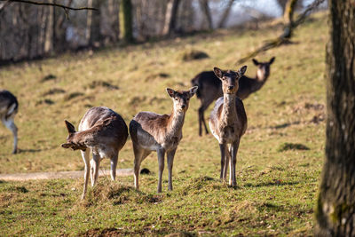 Group of fallow deers on field 