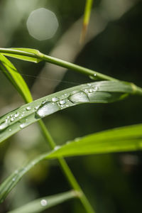 Close-up of water drops on leaf