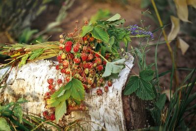 Close-up of red berries growing on plant