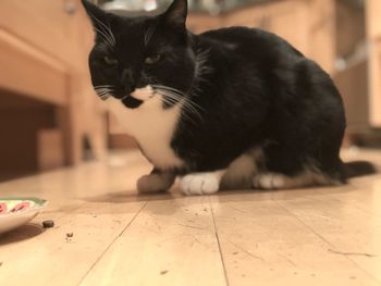 Cat looking away while sitting on tiled floor