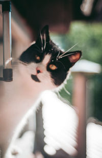 Close-up portrait of cat at home