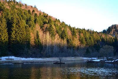 Reflection of trees in lake