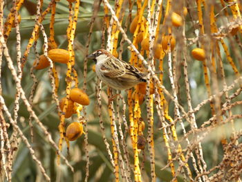 Close-up of bird perching on branch