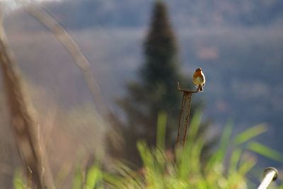 Close-up of bird perching on plant