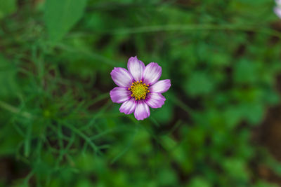 Close-up of purple flowering plant