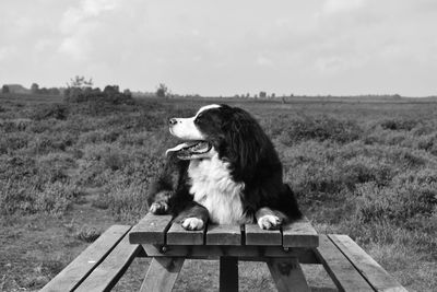 Close-up of dog sitting on field against sky