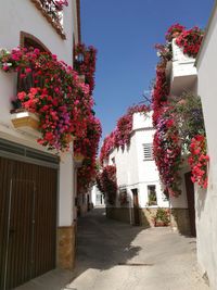 Flowering plants by building against sky