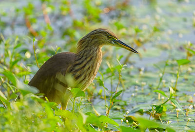 Side view of a bird
