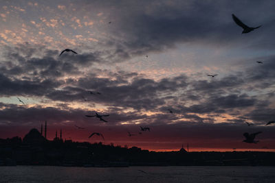 Silhouette birds flying over sea against sky during sunset