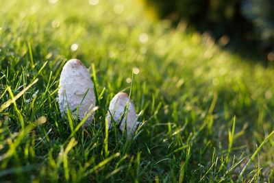 Close-up of white flower on field