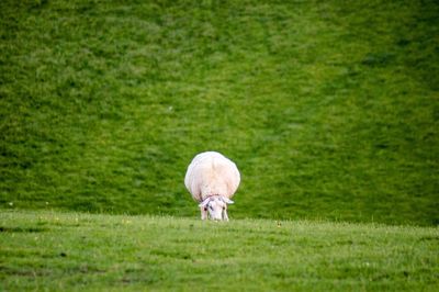 Portrait of white horse on field