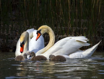 Mute swan, cygnus olor, parents and babies floating on water