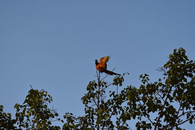 Low angle view of bird perching on tree against clear blue sky