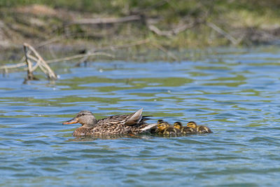 View of duck swimming in lake