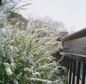 Close-up of snow on plants during winter