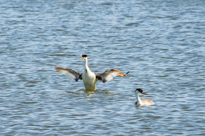 Birds in a lake