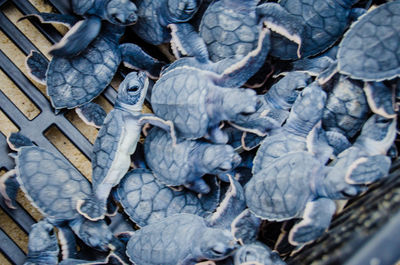 High angle view of fish