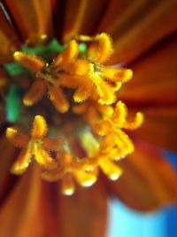 Close-up of yellow flower