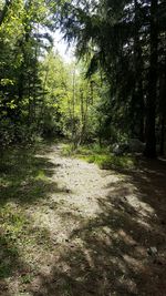 Trees in forest