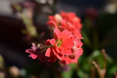 Close-up of pink flowers