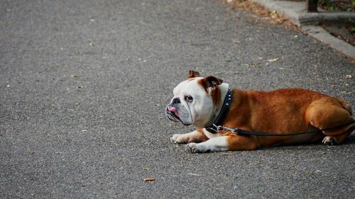 Close-up portrait of a dog on road