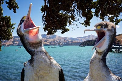 Pelicans screeching at lakeside