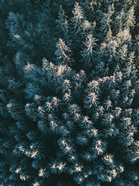 Full frame shot of tree during winter