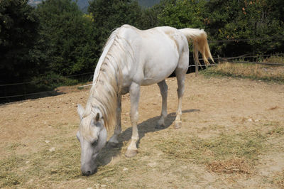 White horse