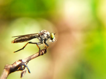 Close-up of insect on flower