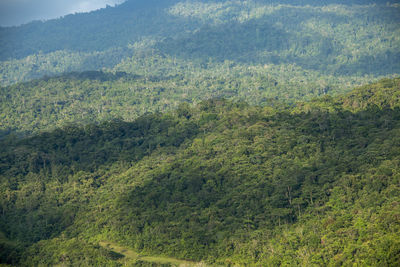 High angle view of plants growing on land