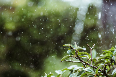 Close-up of wet plant during rainy season