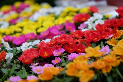 Close-up of multi colored flowers blooming outdoors