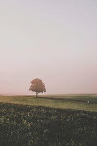 Scenic view of field against clear sky