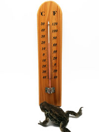 Close-up of frog and thermometer on white background