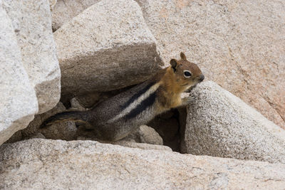 Close-up of squirrel sitting on rock