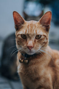 Close-up portrait of tabby cat