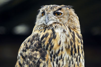 Close-up portrait of owl