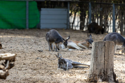 Kangaroo rest in zoo