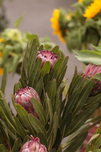 Close-up of flowers blooming outdoors