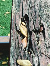 Close-up of lizard on tree trunk
