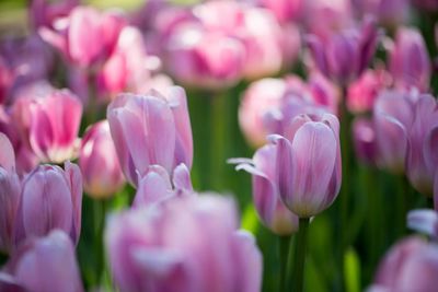 Close-up of pink tulips