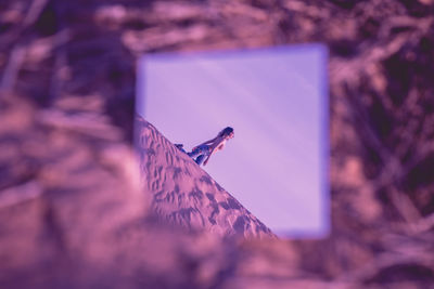 Bird perching on a tree