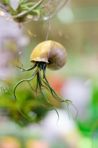 Close-up of snail on plant