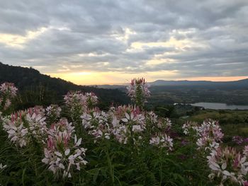 Purple flowers growing on landscape against sky