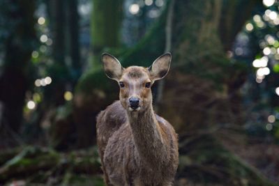 Portrait of deer