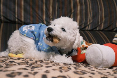 Close-up of dog relaxing on bed at home