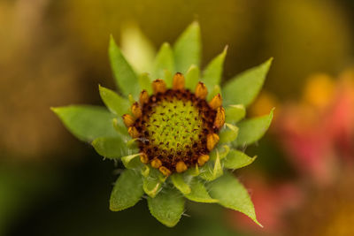 Close-up of green plant