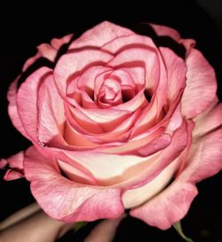 Close-up of pink rose against black background