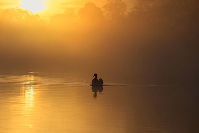 Water bird swimming on lake during sunset